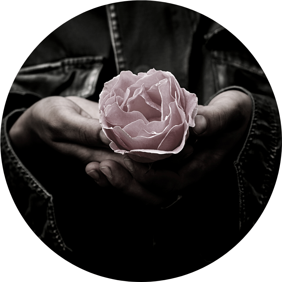Close up of a light pink rose in a person's hands. The person is wearing a black leather jacket of which you can see the cuff folds.