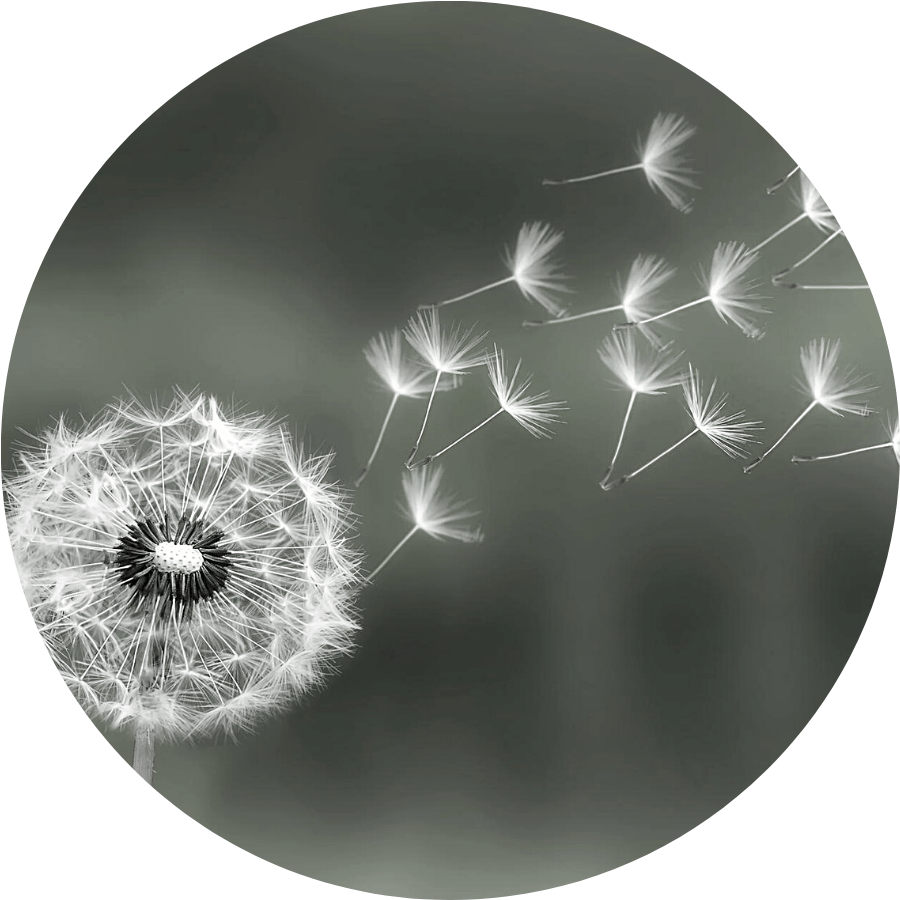 Close up of a dandelion with parts of it blowing away in the wind